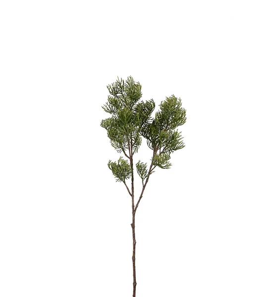 Hovedbilde Cypresskvist 75 cm - Mr Plant